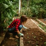 Jardin maraîcher en plein air, rangées de légumes, sol travaillé, insertion professionnelle